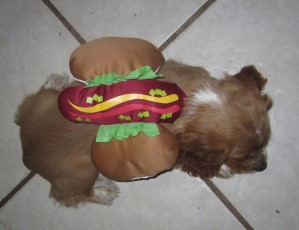 hotdog